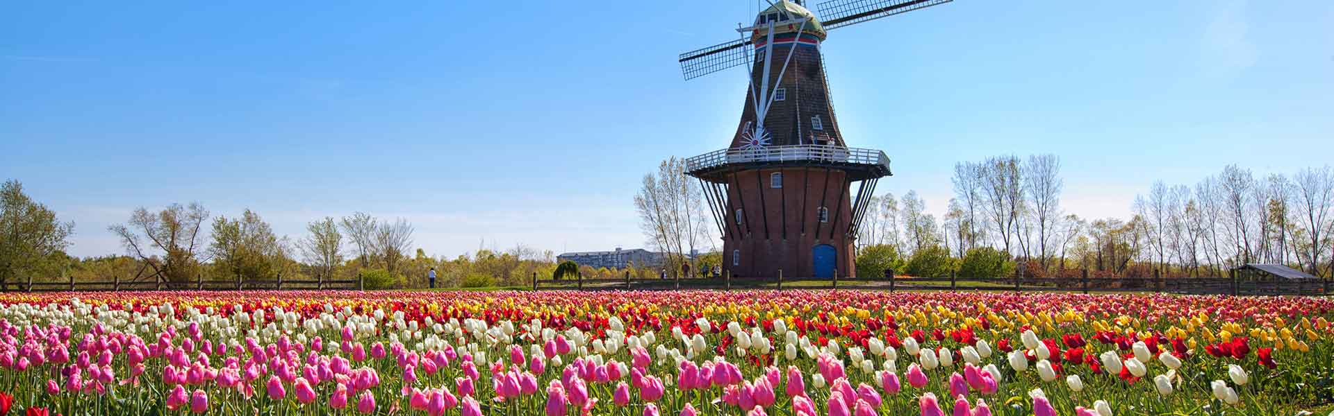 Windmill in a field of tulips