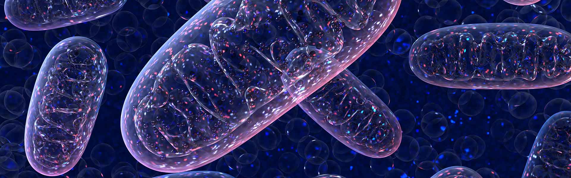 Mitochondria on blue background
