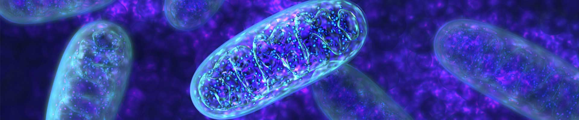 Mitochondria on purple background