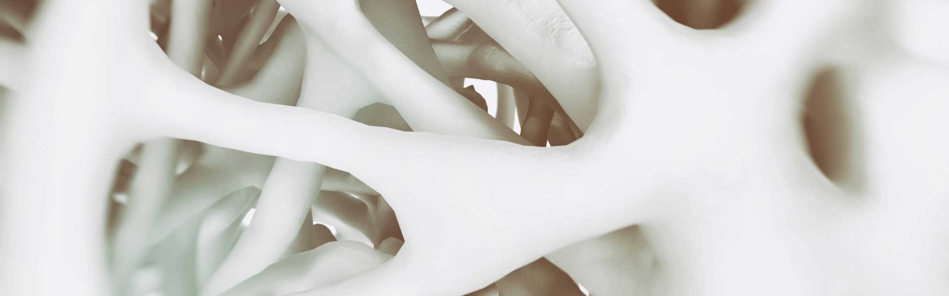 Close up of bone structure