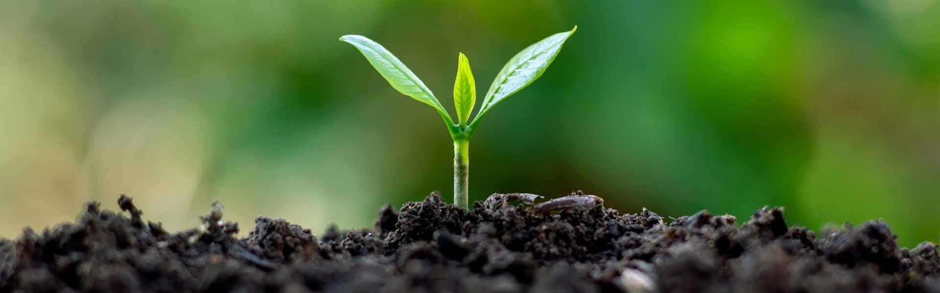 Plant growing in soil