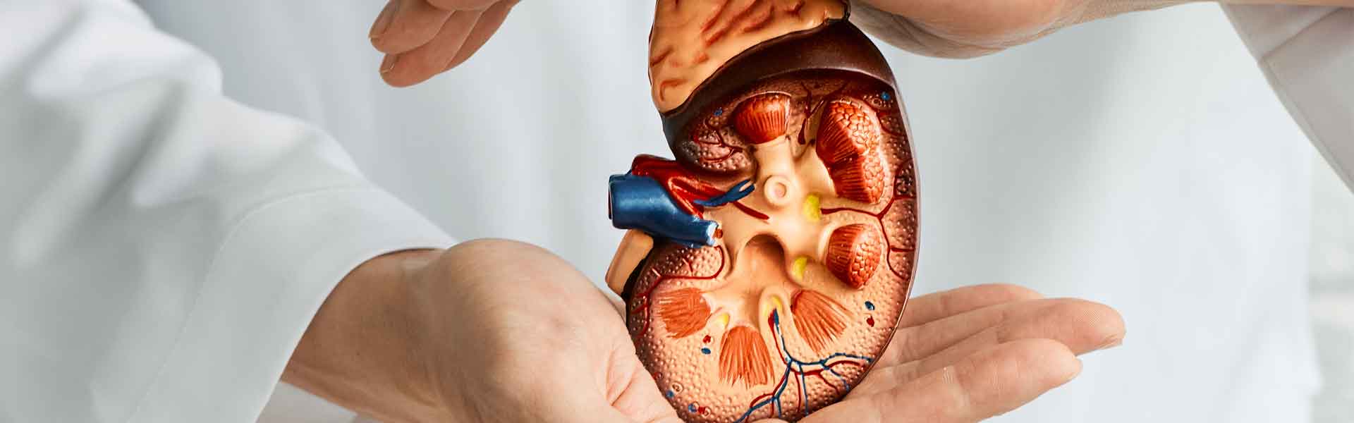 A section of a kidney being held
