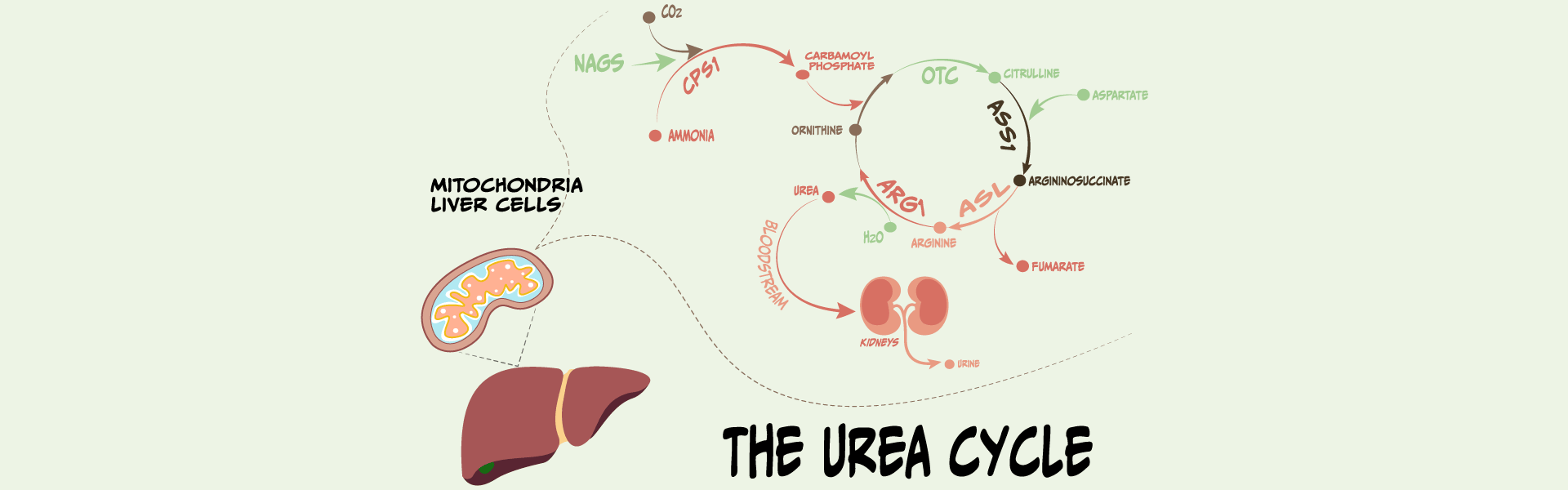 The urea cycle diagram
