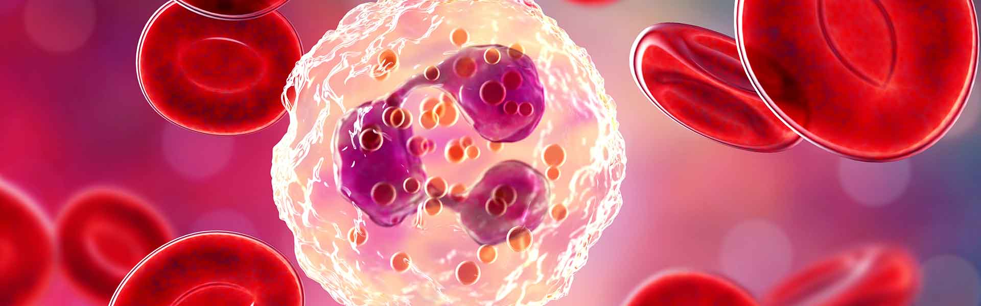 Red and white blood cells