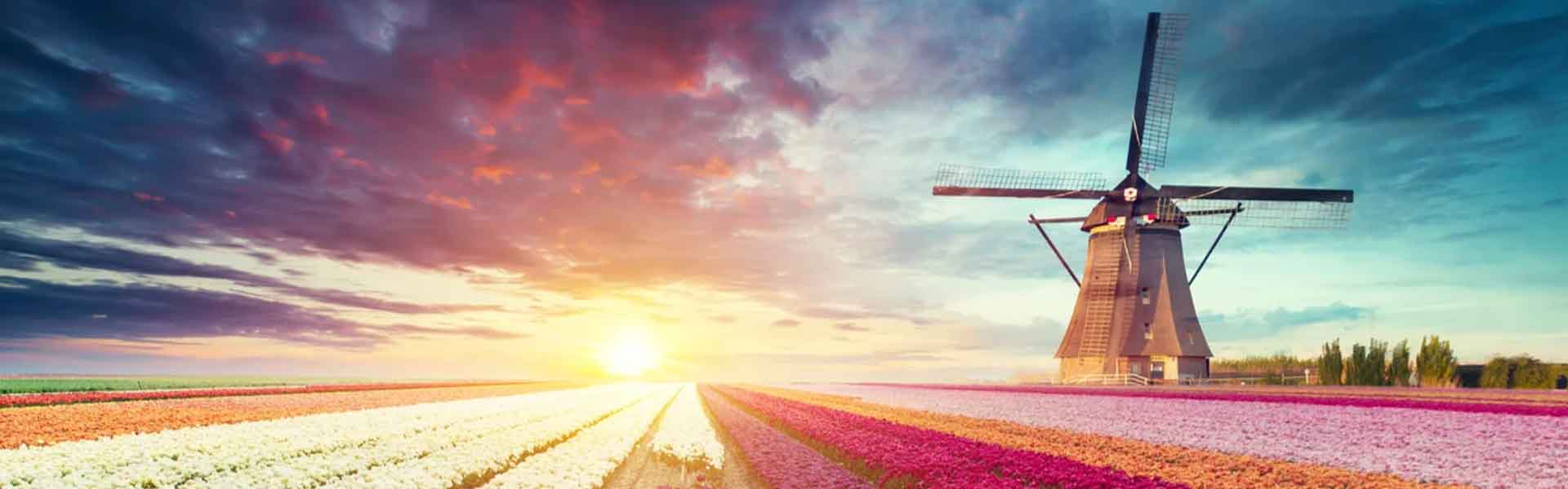 Field of tulips with Windmill in background