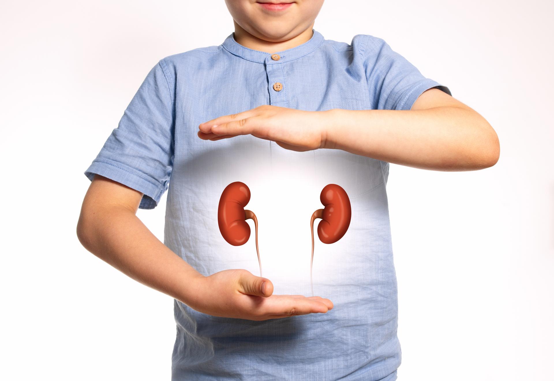 kidney-image