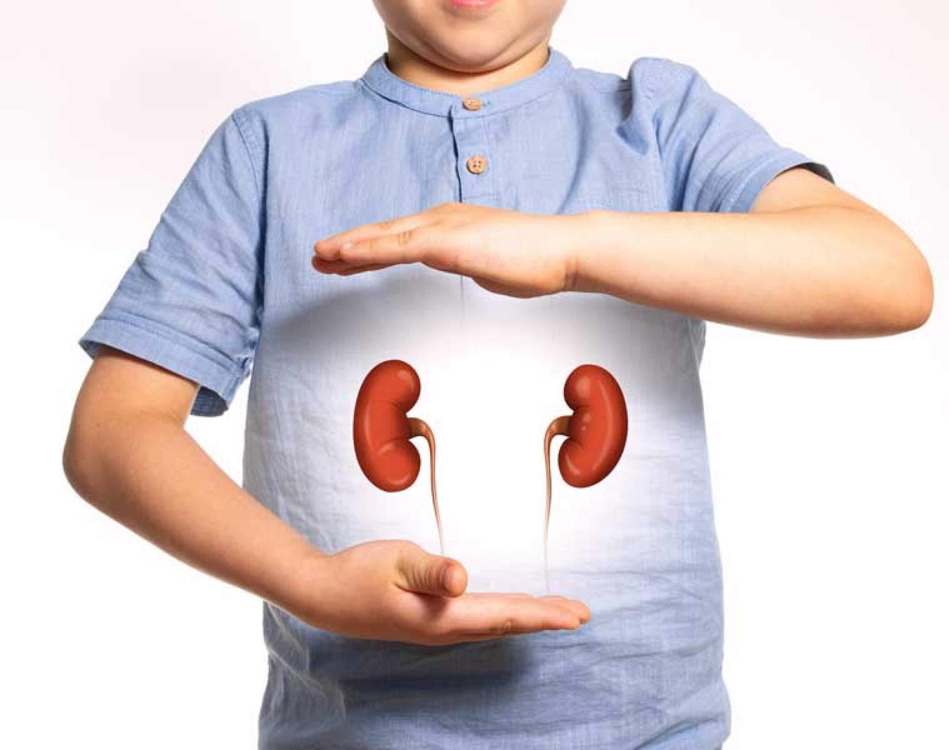 Child holding image of kidneys over his stomach