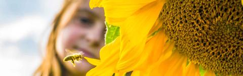 Sunflower with bee and girl's face