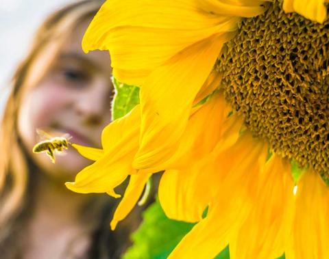 Zonnebloem met een bij die eromheen zweeft en een meisje op de achtergrond.