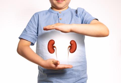 kidney-image